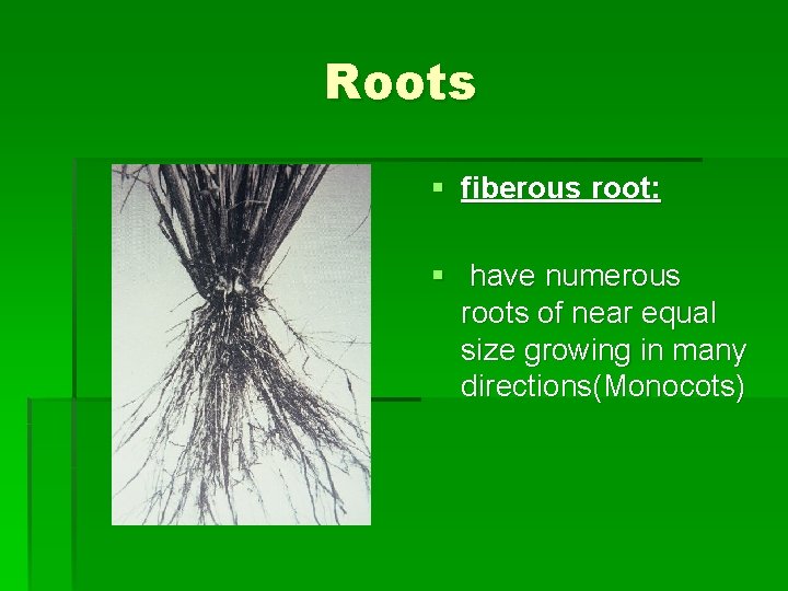 Roots § fiberous root: § have numerous roots of near equal size growing in