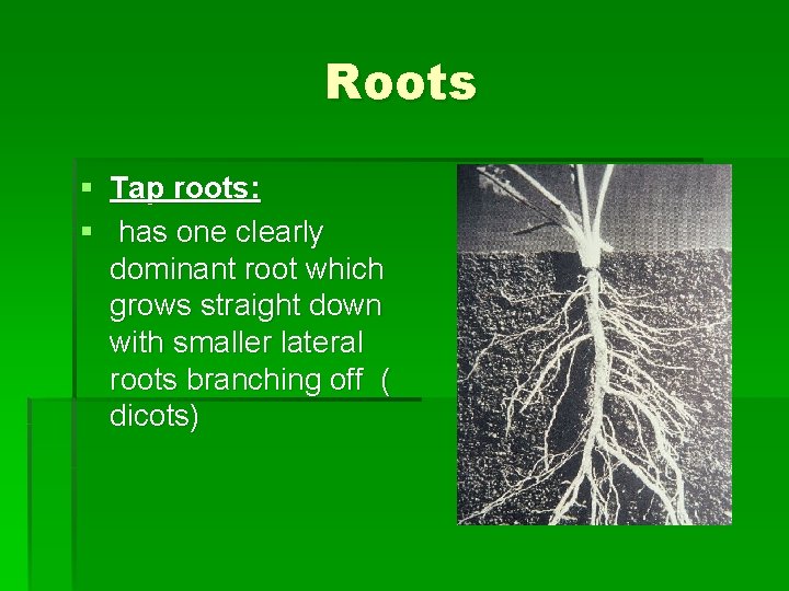 Roots § Tap roots: § has one clearly dominant root which grows straight down