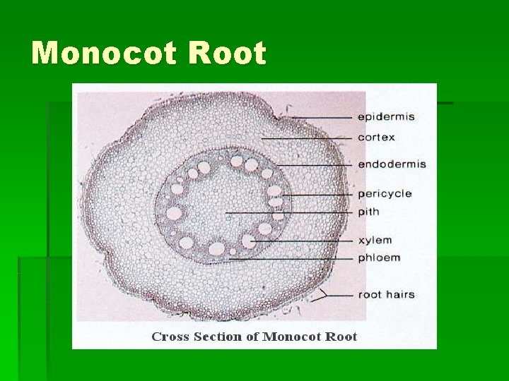 Monocot Root 