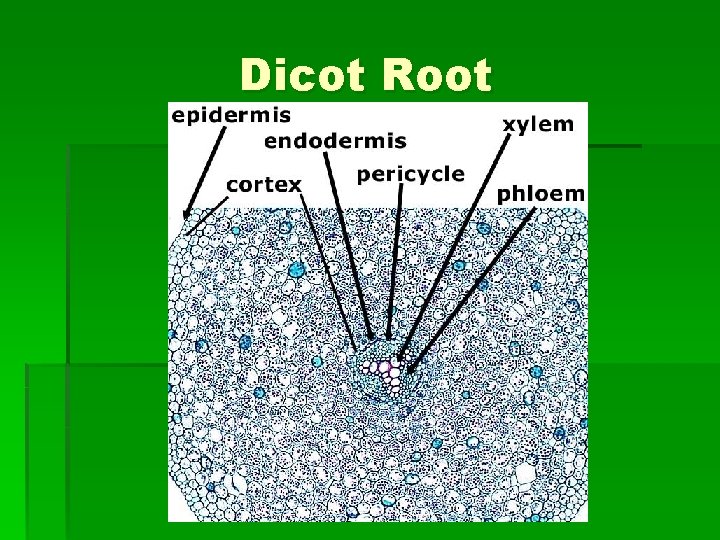 Dicot Root 