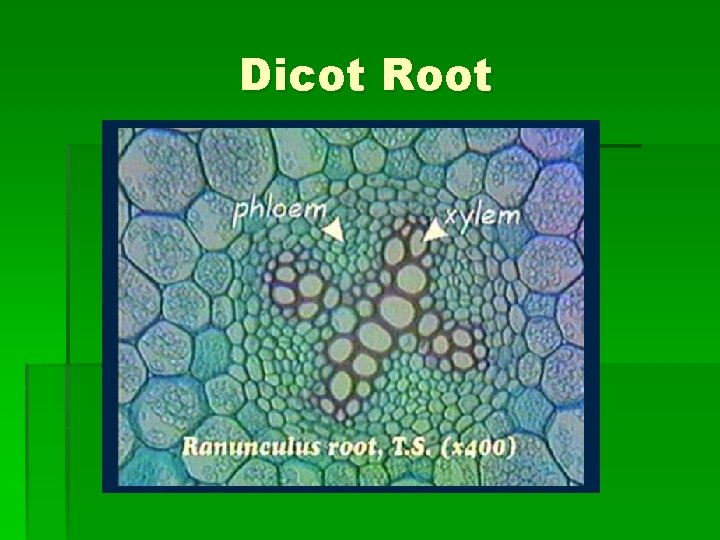 Dicot Root 