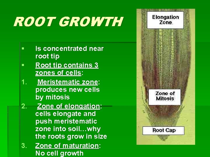 ROOT GROWTH § § 1. 2. 3. Is concentrated near root tip Root tip