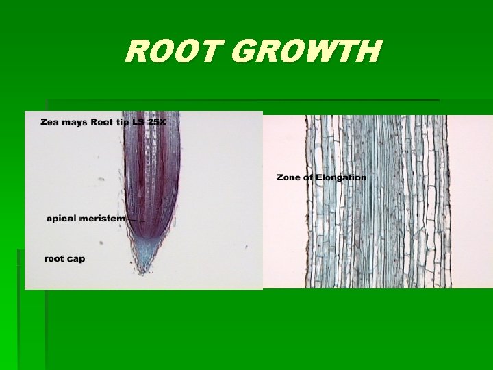 ROOT GROWTH 