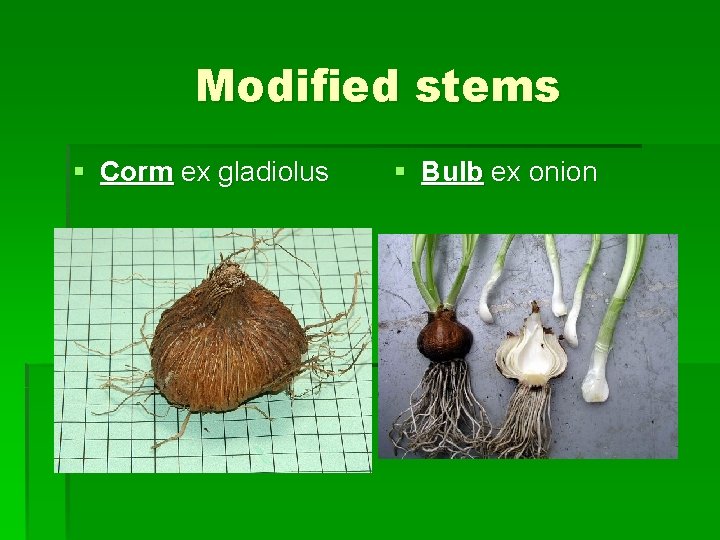Modified stems § Corm ex gladiolus § Bulb ex onion 