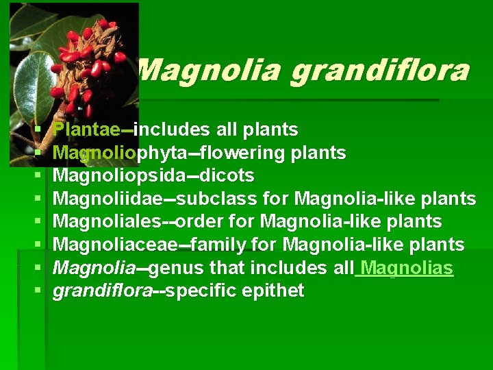 Magnolia grandiflora § § § § Plantae--includes all plants Magnoliophyta--flowering plants Magnoliopsida--dicots Magnoliidae--subclass for