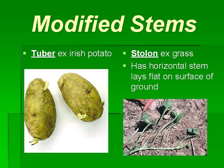Modified Stems § Tuber ex irish potato § Stolon ex grass § Has horizontal