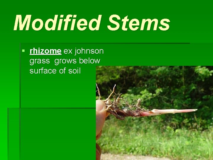 Modified Stems § rhizome ex johnson grass grows below surface of soil 