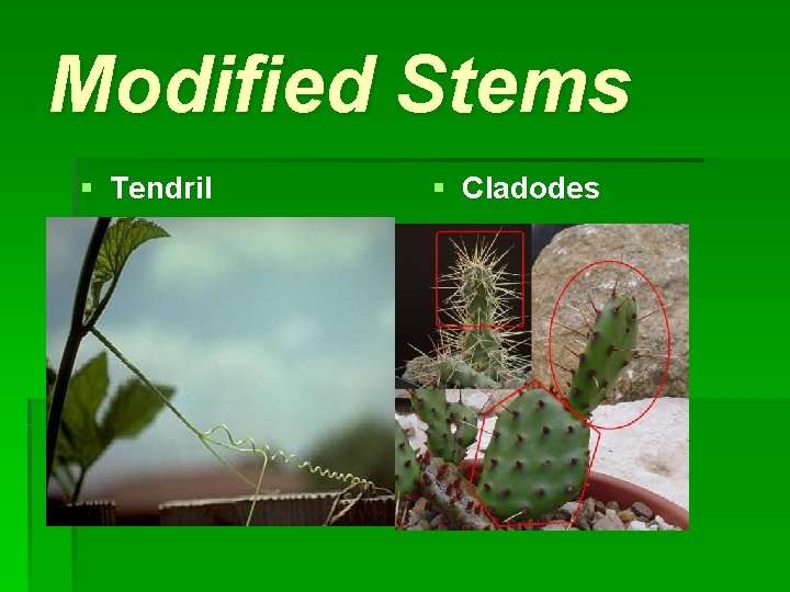 Modified Stems § Tendril § Cladodes 