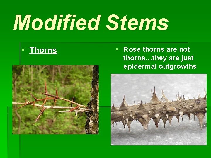 Modified Stems § Thorns § Rose thorns are not thorns…they are just epidermal outgrowths