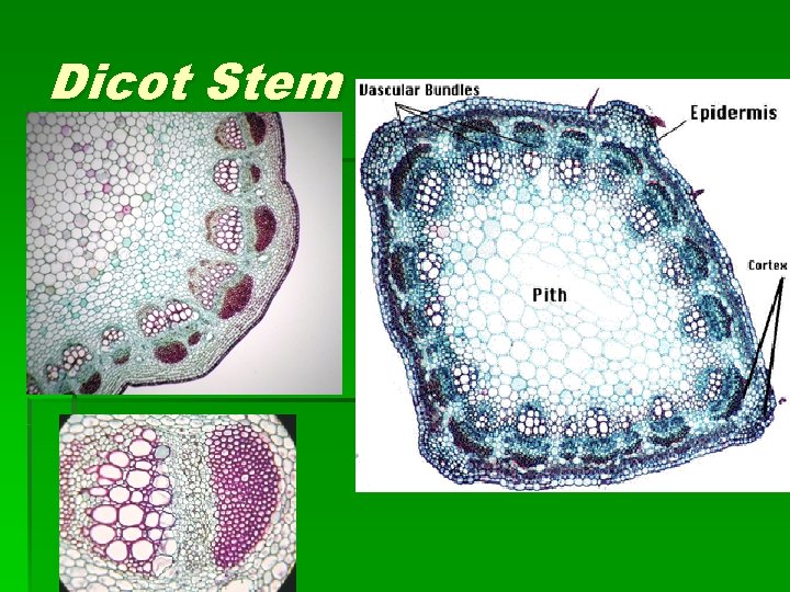 Dicot Stem 
