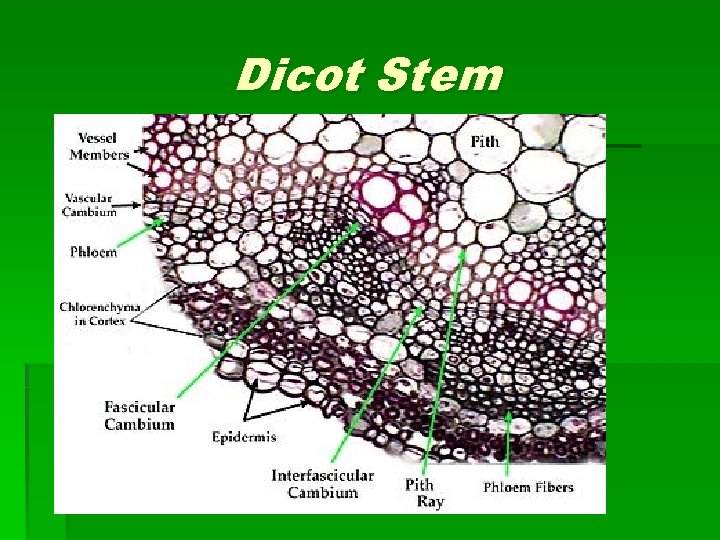 Dicot Stem 