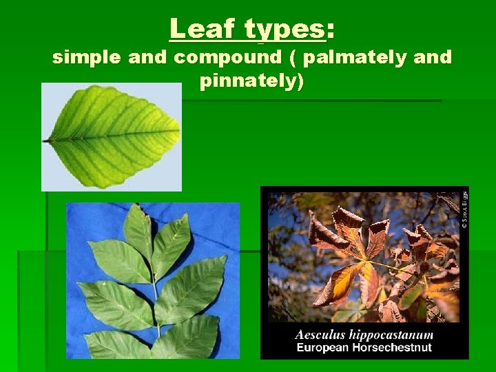 Leaf types: simple and compound ( palmately and pinnately) 