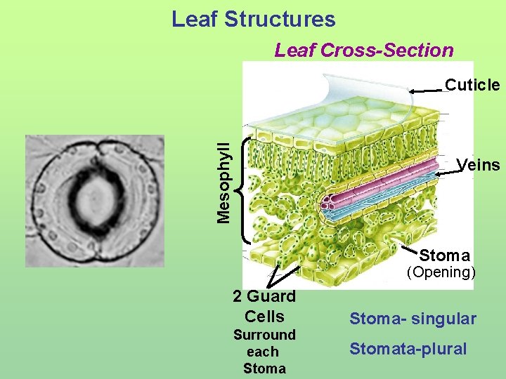 Leaf Structures Leaf Cross-Section Mesophyll Cuticle Veins Stoma (Opening) 2 Guard Cells Surround each