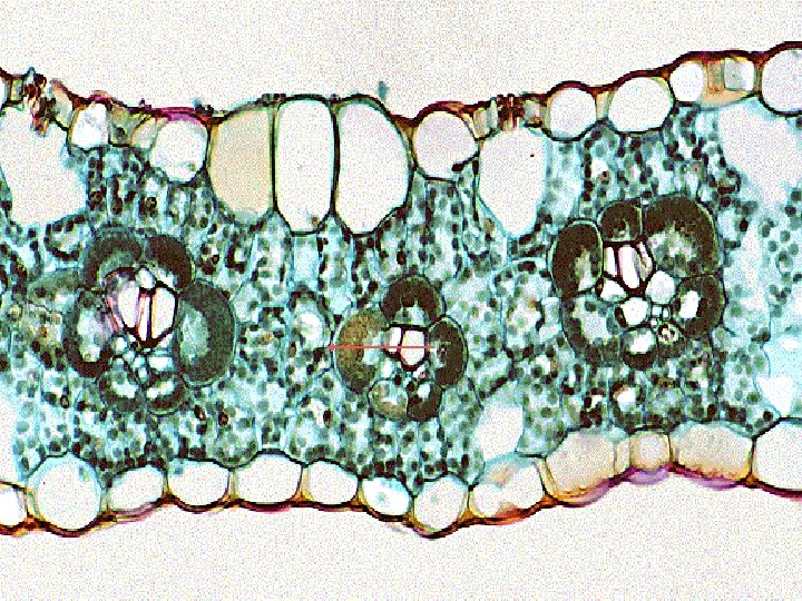 BOTANY § Zea mays leaf, x. s. § Leaf vein 