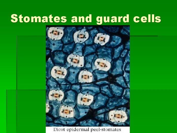 Stomates and guard cells 