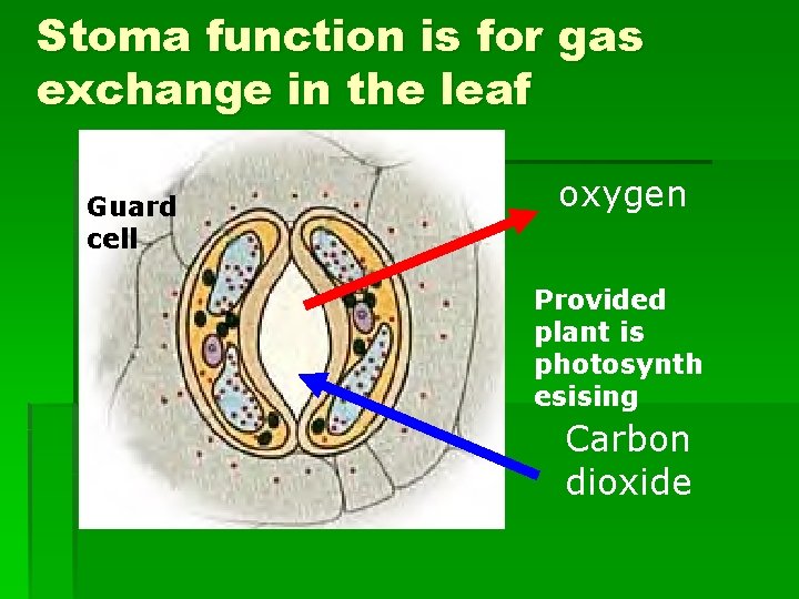 Stoma function is for gas exchange in the leaf Guard cell oxygen Provided plant