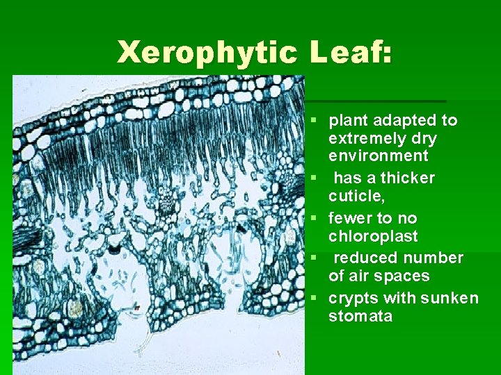 Xerophytic Leaf: § plant adapted to extremely dry environment § has a thicker cuticle,