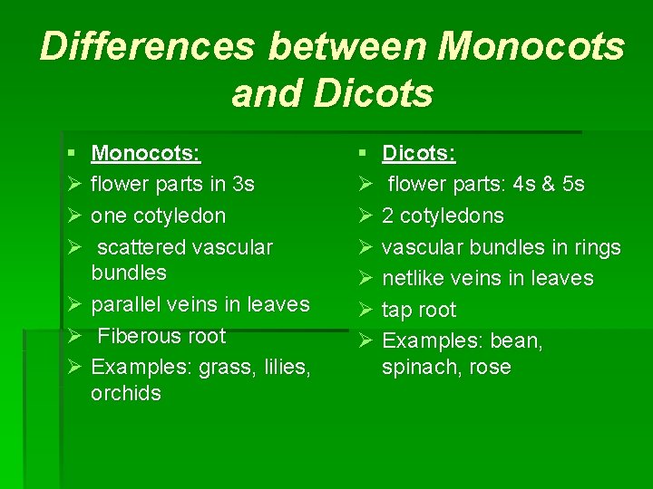 Differences between Monocots and Dicots § Monocots: Ø flower parts in 3 s Ø