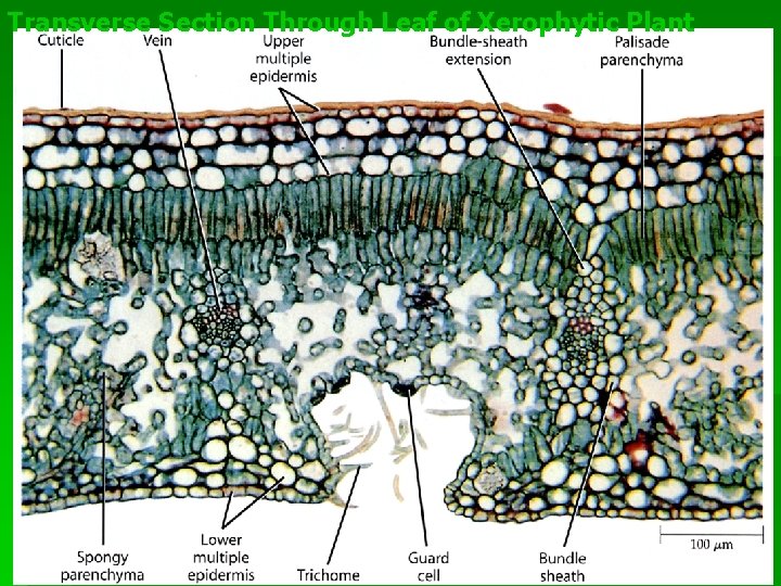 Transverse Section Through Leaf of Xerophytic Plant 