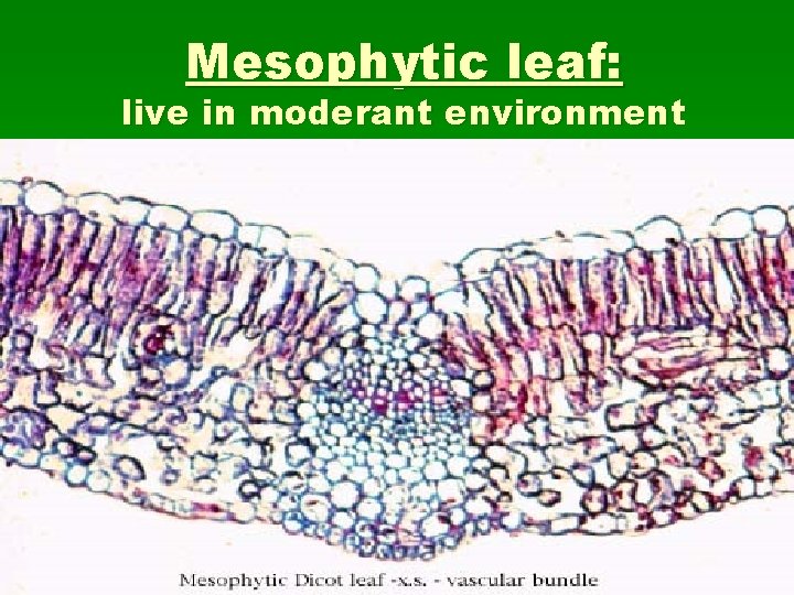 Mesophytic leaf: live in moderant environment 