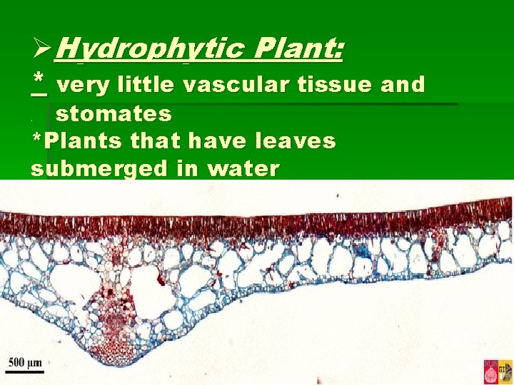 ØHydrophytic Plant: * very little vascular tissue and stomates *Plants that have leaves submerged