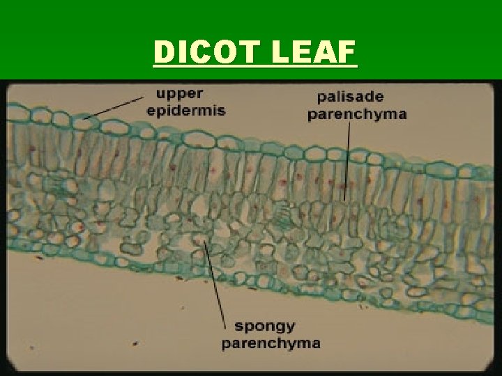 DICOT LEAF 