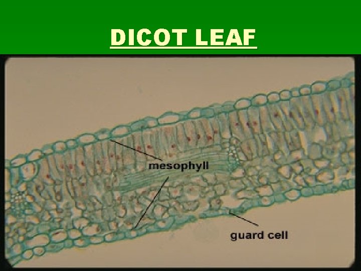DICOT LEAF 