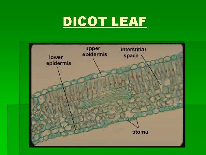 DICOT LEAF 