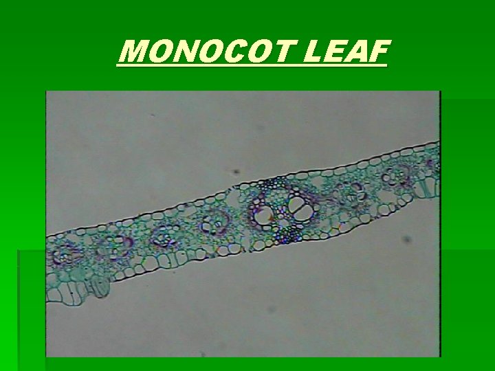 MONOCOT LEAF 