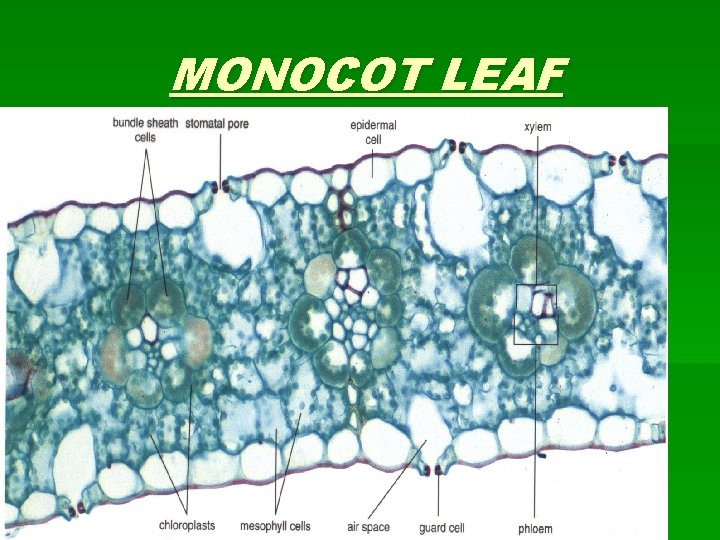 MONOCOT LEAF 