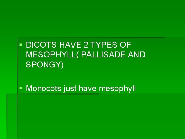 § DICOTS HAVE 2 TYPES OF MESOPHYLL( PALLISADE AND SPONGY) § Monocots just have