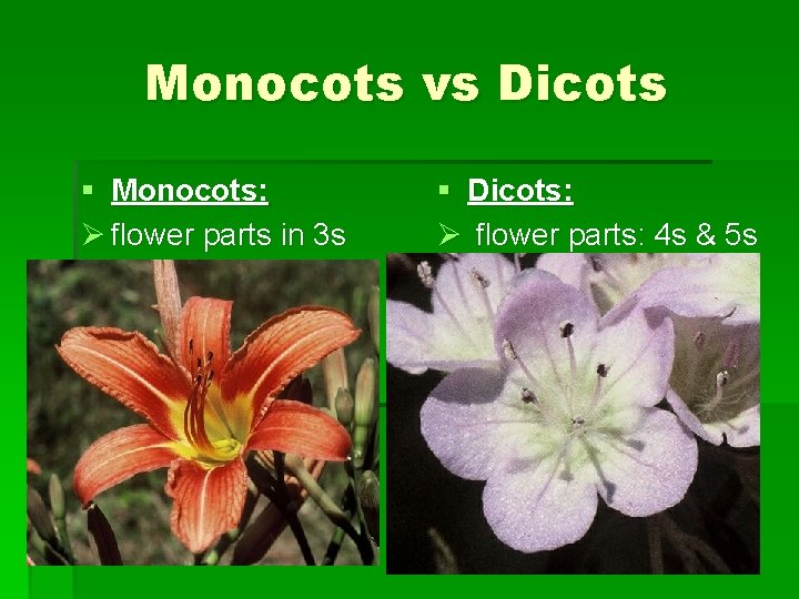 Monocots vs Dicots § Monocots: Ø flower parts in 3 s § Dicots: Ø