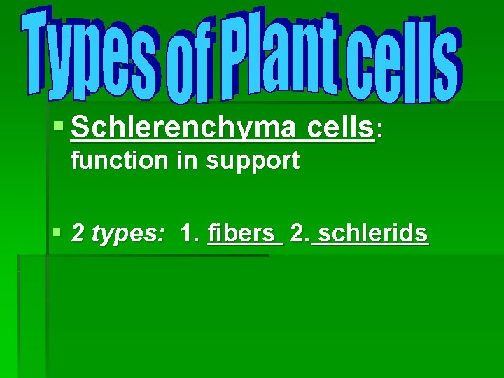 § Schlerenchyma cells: function in support § 2 types: 1. fibers 2. schlerids 