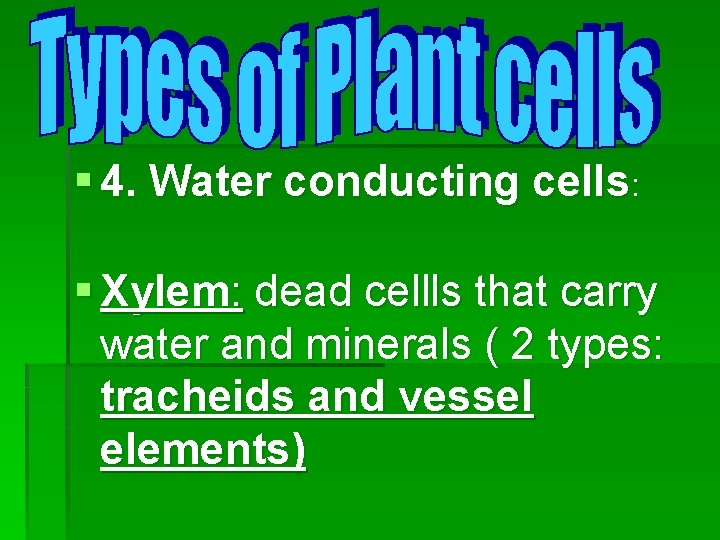 § 4. Water conducting cells: § Xylem: dead cellls that carry water and minerals