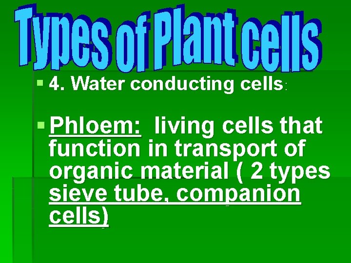 § 4. Water conducting cells: § Phloem: living cells that function in transport of