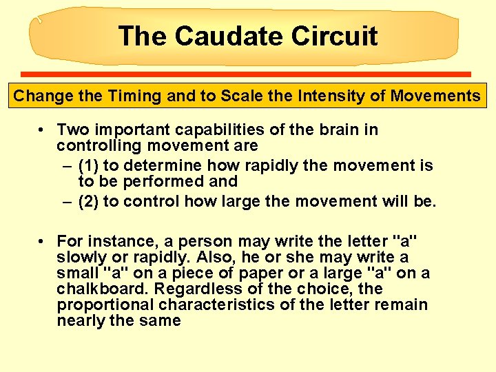 The Caudate Circuit Change the Timing and to Scale the Intensity of Movements • The Caudate Circuit Change the Timing and to Scale the Intensity of Movements •