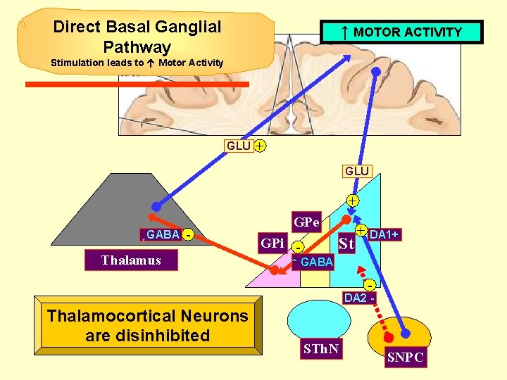 Direct Basal Ganglial Pathway ↑ MOTOR ACTIVITY Stimulation leads to Motor Activity GLU + Direct Basal Ganglial Pathway ↑ MOTOR ACTIVITY Stimulation leads to Motor Activity GLU +