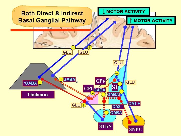 ↓ MOTOR ACTIVITY ↑ MOTOR ACTIVITY Both Direct & Indirect Basal Ganglial Pathway GLU ↓ MOTOR ACTIVITY ↑ MOTOR ACTIVITY Both Direct & Indirect Basal Ganglial Pathway GLU