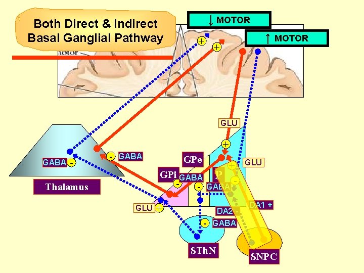 Both Direct & Indirect Basal Ganglial Pathway ↓ MOTOR + ↑ MOTOR + GLU Both Direct & Indirect Basal Ganglial Pathway ↓ MOTOR + ↑ MOTOR + GLU