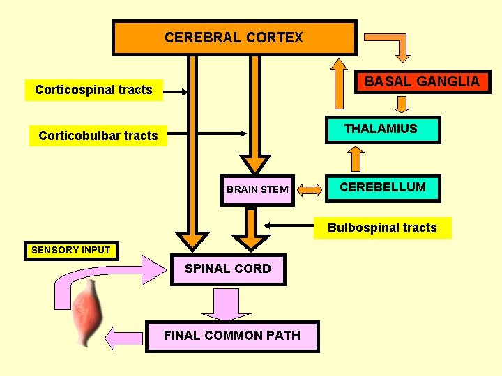 Cerebral Cortex CEREBRAL CORTEX BASAL GANGLIA Corticospinal tracts THALAMIUS Corticobulbar tracts BRAIN STEM CEREBELLUM Cerebral Cortex CEREBRAL CORTEX BASAL GANGLIA Corticospinal tracts THALAMIUS Corticobulbar tracts BRAIN STEM CEREBELLUM