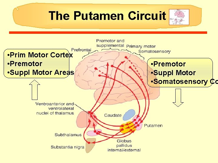 The Putamen Circuit • Prim Motor Cortex • Premotor • Suppl Motor Areas • The Putamen Circuit • Prim Motor Cortex • Premotor • Suppl Motor Areas •