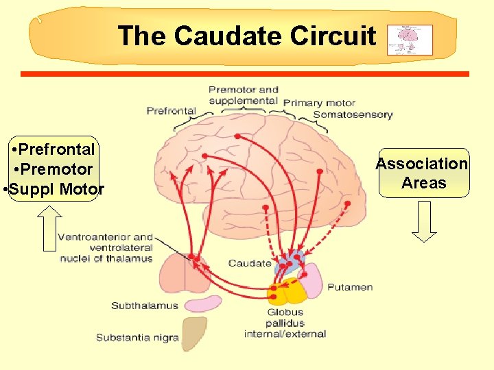 The Caudate Circuit • Prefrontal • Premotor • Suppl Motor Association Areas The Caudate Circuit • Prefrontal • Premotor • Suppl Motor Association Areas