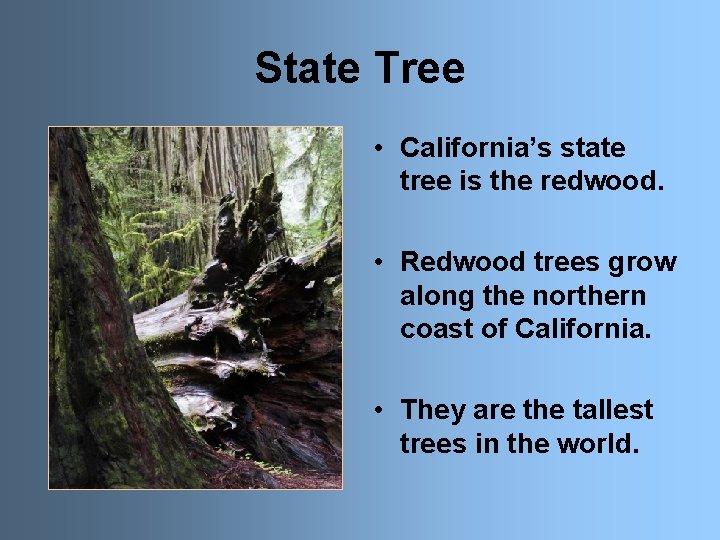 State Tree • California’s state tree is the redwood. • Redwood trees grow along