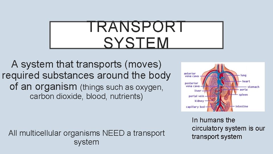 TRANSPORT SYSTEM A system that transports (moves) required substances around the body of an