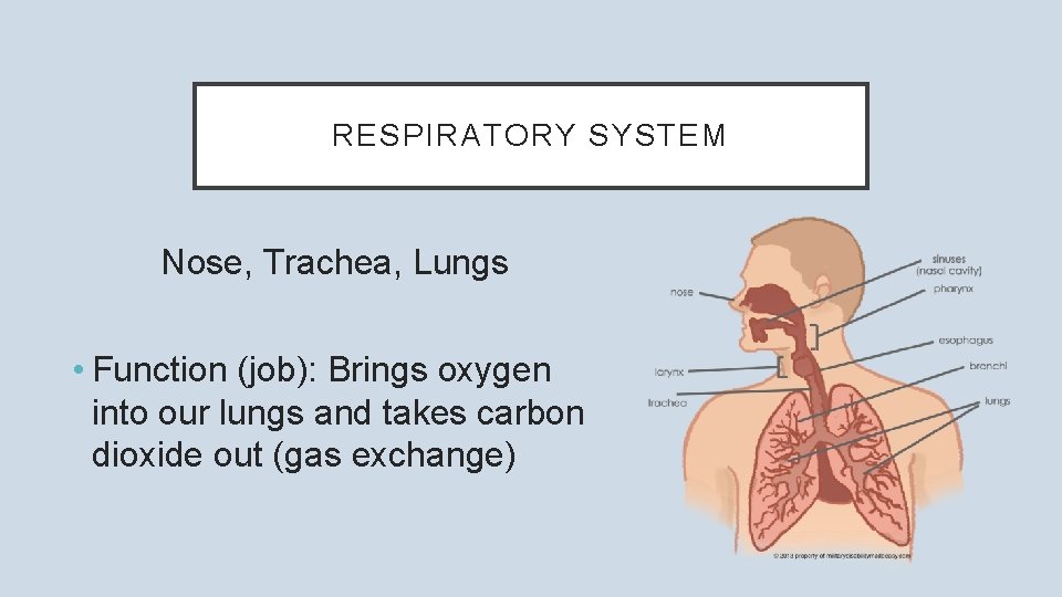 RESPIRATORY SYSTEM Nose, Trachea, Lungs • Function (job): Brings oxygen into our lungs and