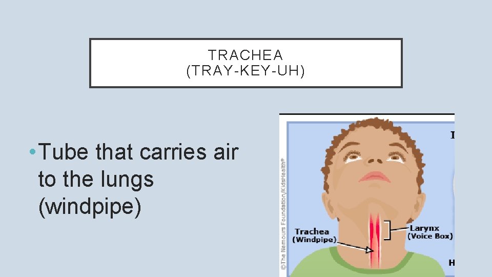 TRACHEA (TRAY-KEY-UH) • Tube that carries air to the lungs (windpipe) 