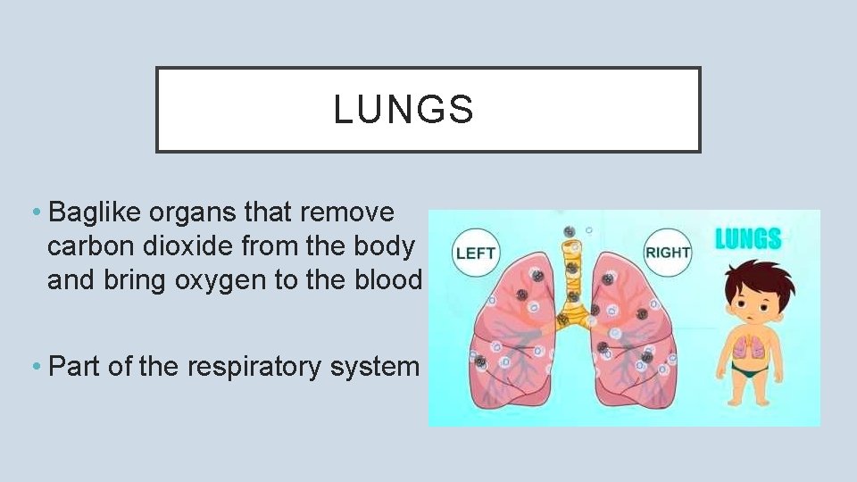 LUNGS • Baglike organs that remove carbon dioxide from the body and bring oxygen