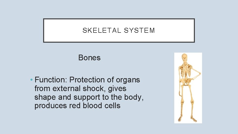 SKELETAL SYSTEM Bones • Function: Protection of organs from external shock, gives shape and