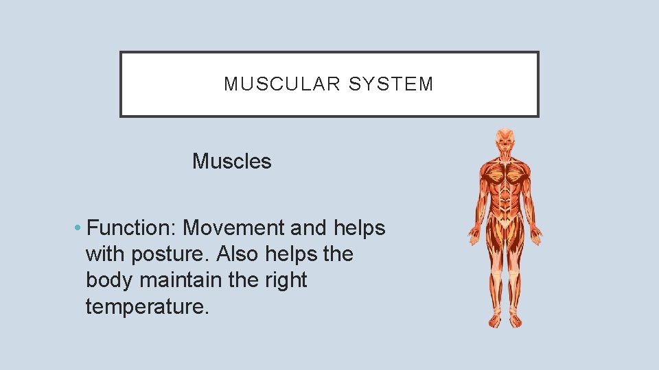 MUSCULAR SYSTEM Muscles • Function: Movement and helps with posture. Also helps the body