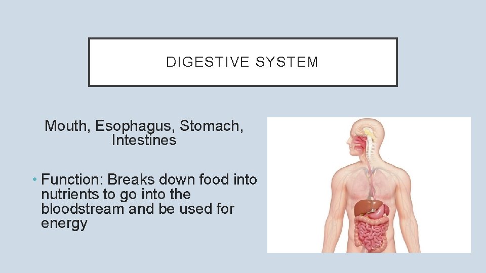 DIGESTIVE SYSTEM Mouth, Esophagus, Stomach, Intestines • Function: Breaks down food into nutrients to
